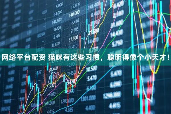 网络平台配资 猫咪有这些习惯，聪明得像个小天才！